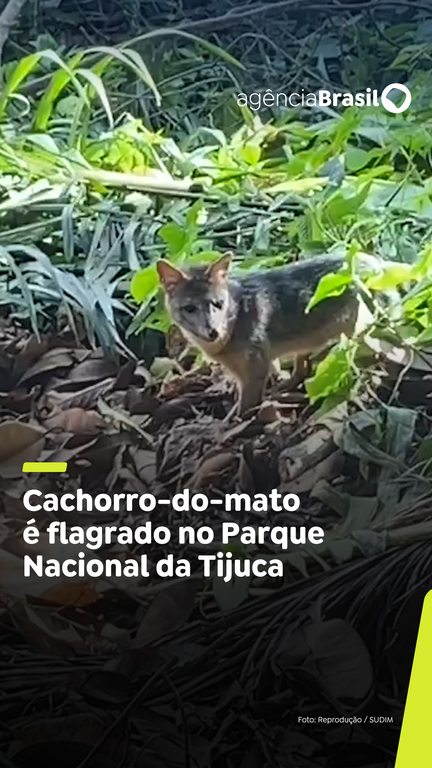 Capa do Vídeo